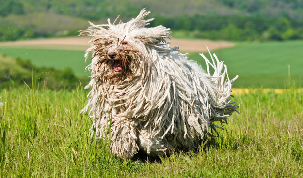 可蒙犬多大产仔