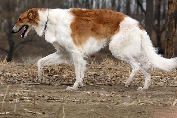 苏俄牧羊犬的饲养要点有哪些 苏俄牧羊犬的饲养要点有哪些