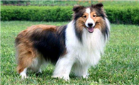 喜乐蒂牧羊犬的体高是多少