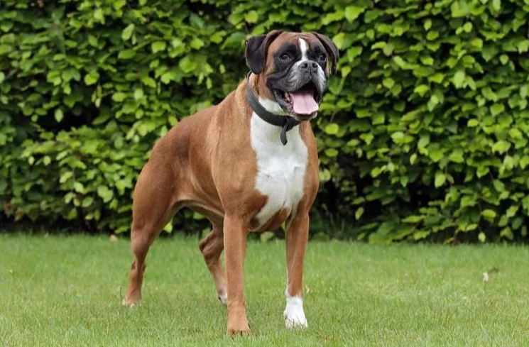 拳师犬的饲养要点有哪些