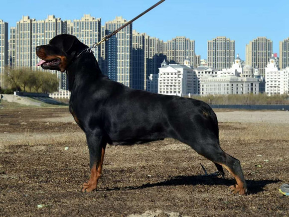 罗威纳犬什么颜色好