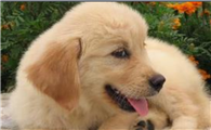 霍夫瓦尔特犬一天吃几顿
