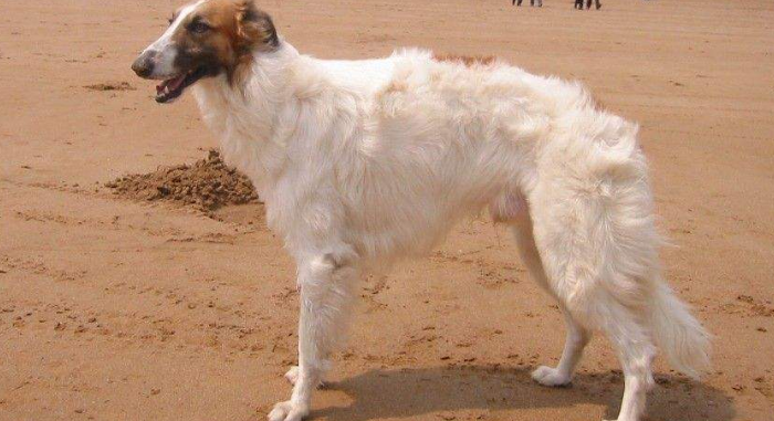 苏俄牧羊犬不能吃什么