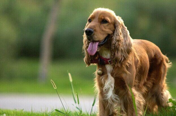 美国可卡犬哪种颜色好 美国可卡犬哪种颜色好