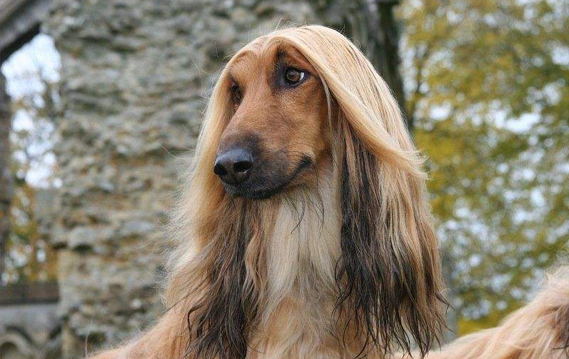 阿富汗猎犬怎么训练才听话