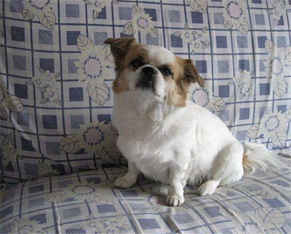 北京犬的饲养要点有哪些