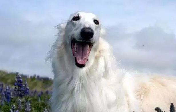 苏俄猎狼犬吃多了吐了怎么办 苏俄猎狼犬吃多了吐了怎么办