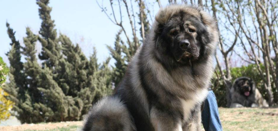 高加索犬怎么训练才听话