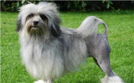 棉花面纱犬的体重大约是多少