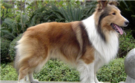 喜乐蒂牧羊犬的原产地在哪里