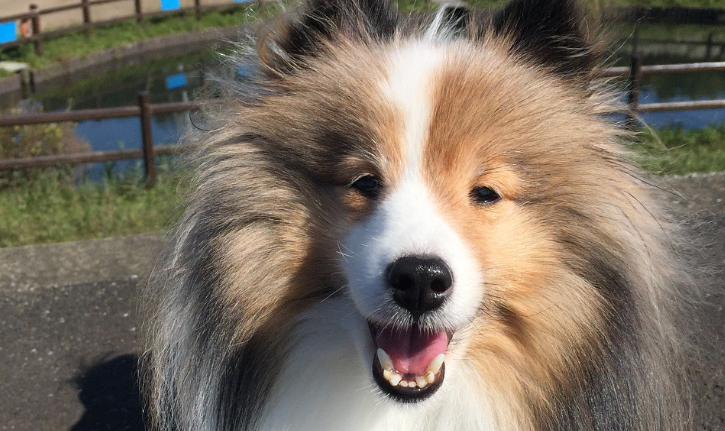 喜乐蒂牧羊犬的毛色有几种