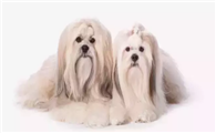 拉萨犬生活习惯