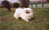 北京犬的体高是多少