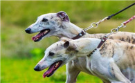 惠比特犬喜欢什么
