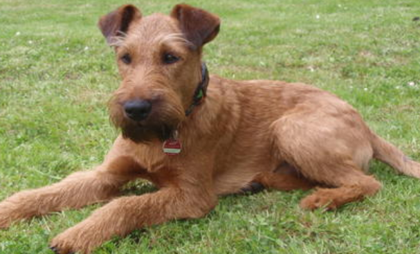 爱尔兰梗窝咳吃什么药最好