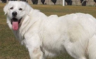大白熊犬怎么训练才听话