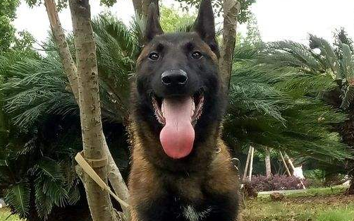 马利诺斯犬的毛色有几种