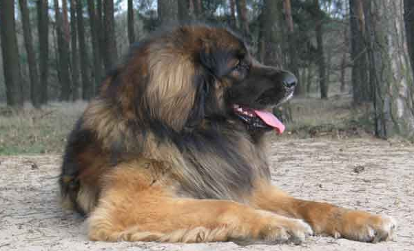 伯格犬的饲养要点有哪些 伯格犬的饲养要点有哪些