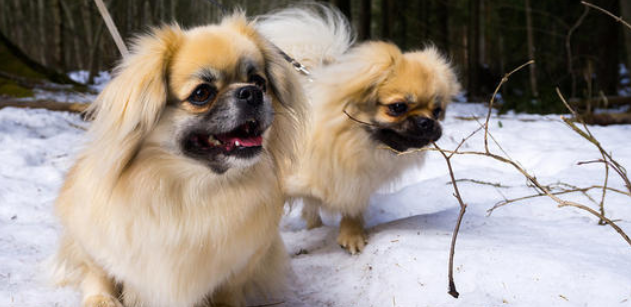 西藏猎犬的饲养要点有哪些