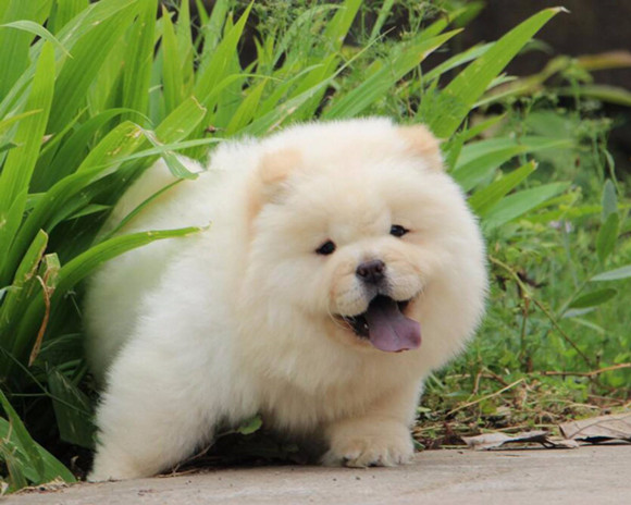 松狮犬的毛色有几种 松狮犬的毛色有几种