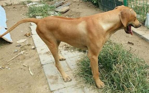 罗得西亚脊背犬喜欢什么 罗得西亚脊背犬喜欢什么