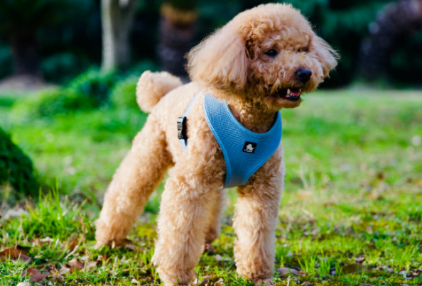 泰迪犬的饲养要点有哪些