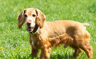 英国可卡犬需要训练什么