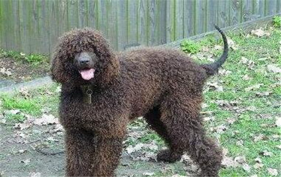 怎么判断爱尔兰水猎犬得了什么病