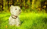 西高地犬有攻击性吗