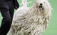 购买可蒙犬注意些什么