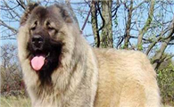 养高加索犬注意事项