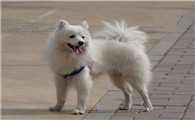 美国爱斯基摩犬多大产仔