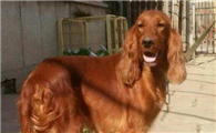 哥顿雪达犬的原产地在哪里