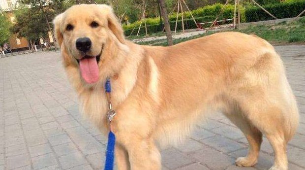霍夫瓦尔特犬的体高是多少