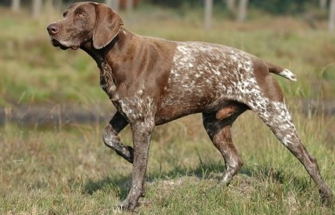 指示犬起源和介绍