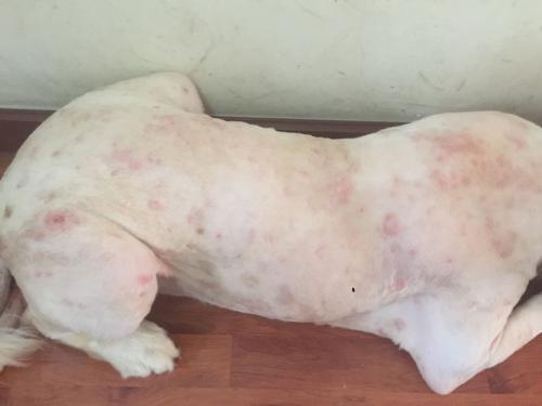 狗狗皮肤病用什么药好