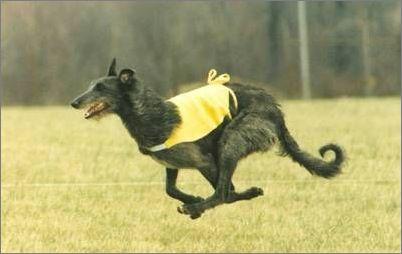 苏格兰猎鹿犬的饲养要点有哪些