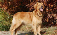 霍夫瓦尔特犬生活习惯