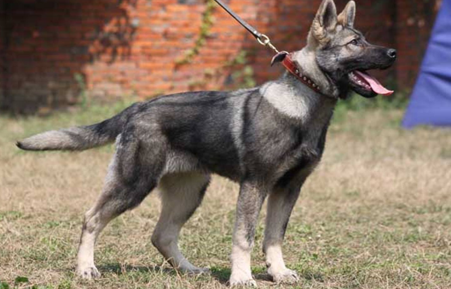 什么东西昆明犬不能吃 什么东西昆明犬不能吃