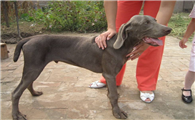 怎么判断魏玛犬得了什么病