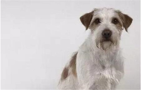克龙弗兰德犬一天吃几顿 克龙弗兰德犬一天吃几顿