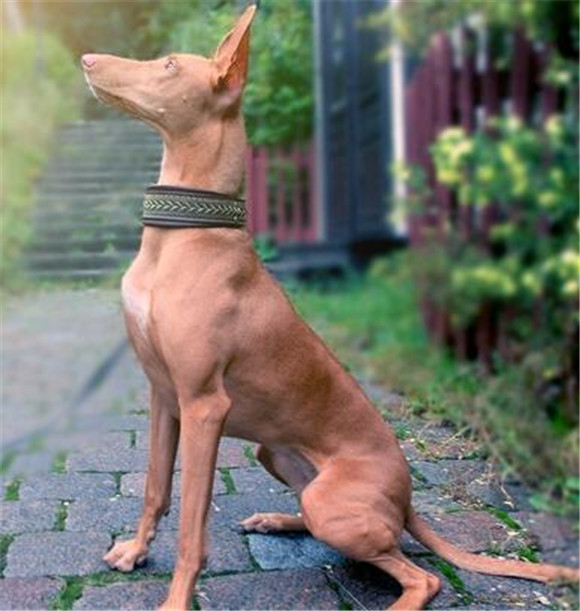 法老王猎犬的体高是多少 法老王猎犬的体高是多少