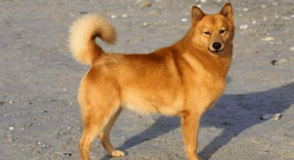芬兰狐狸犬的外貌特征性格 芬兰狐狸犬的外貌特征性格