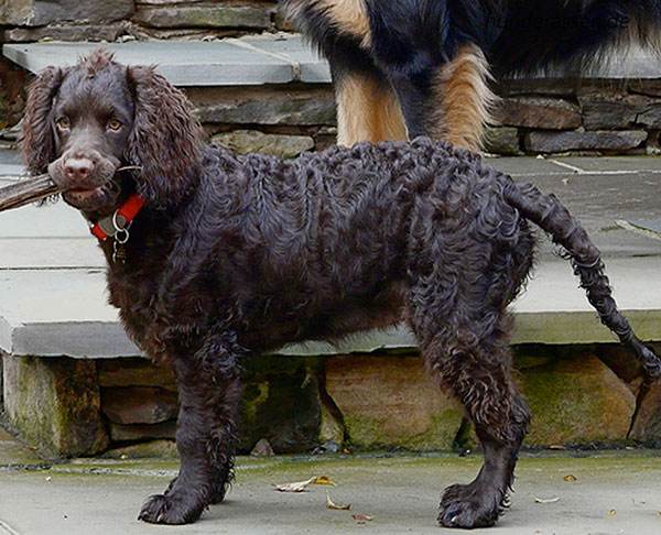 美国水猎犬窝咳吃什么药最好 美国水猎犬窝咳吃什么药最好