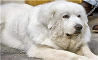 怎么判断大白熊犬得了什么病