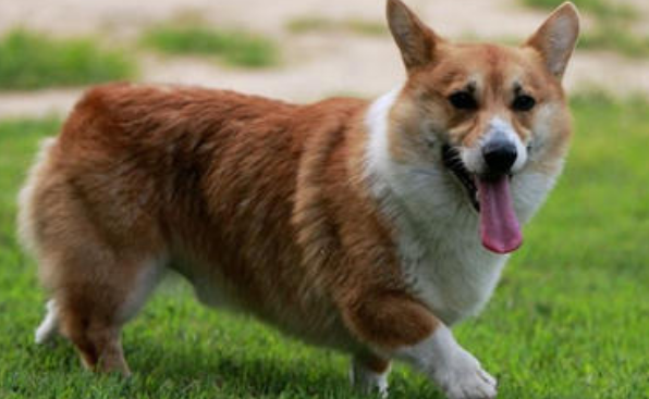 柯基犬吐都有什么原因