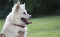 美国爱斯基摩犬如何训练