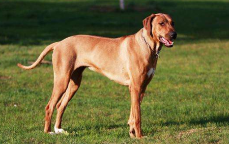 格雷伊猎犬什么颜色好