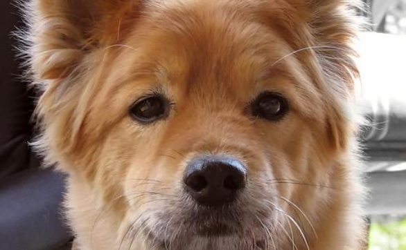 芬兰猎犬吃多了拉稀怎么办 芬兰猎犬吃多了拉稀怎么办