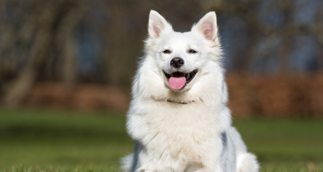 萨摩耶犬的起源和历史
